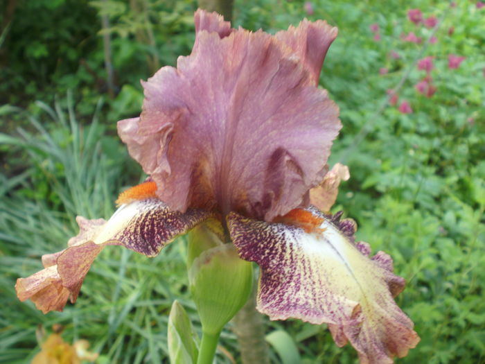 `Rosarita` - Iris  2016