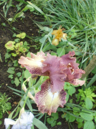 `Rosarita` - Iris  2016