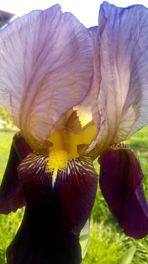 IMG_20160511_181631 - Primavara