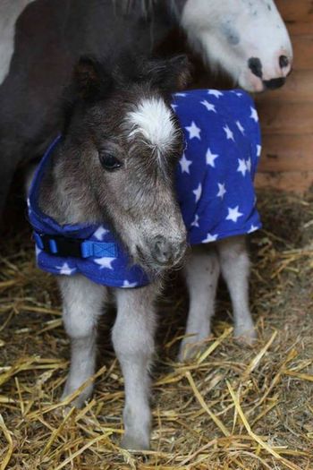 FB_IMG_1462899140842 - C Pentru cei care le plac aceste animale