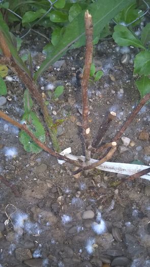 Smooth Butercup - Evolutie trandafiri floribunda