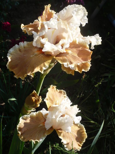 P1260472 - GRADINA 2016-1