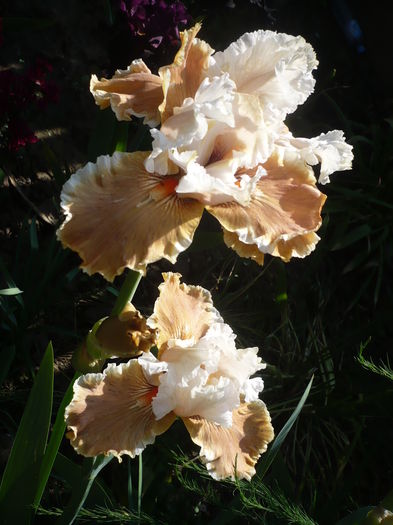 P1260474 - GRADINA 2016-1