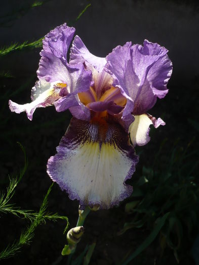 P1260477 - GRADINA 2016-1