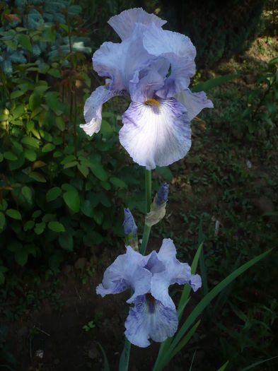 P1260481 - GRADINA 2016-1