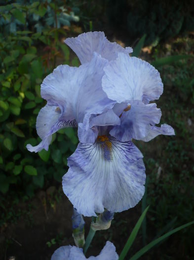 P1260482 - GRADINA 2016-1