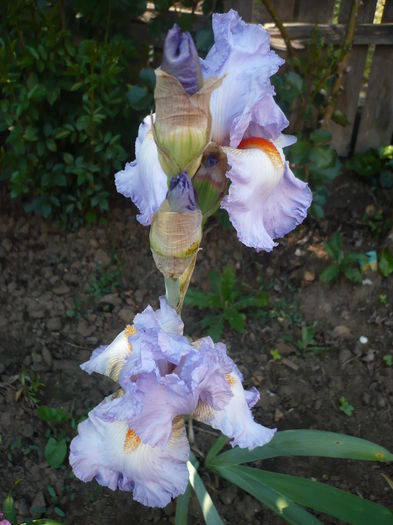 P1260484 - GRADINA 2016-1