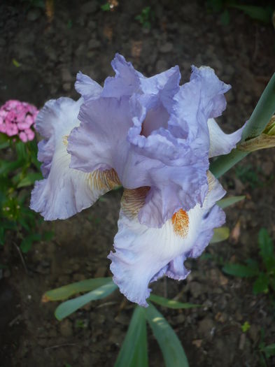 P1260485 - GRADINA 2016-1