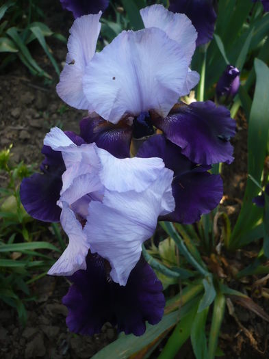 P1260488 - GRADINA 2016-1