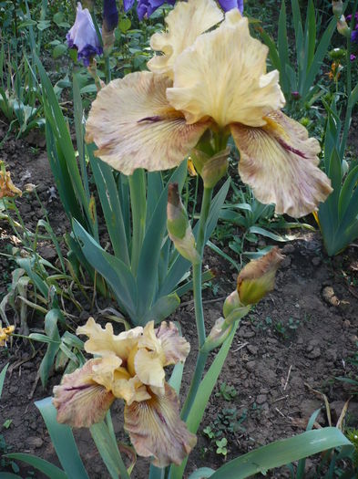 P1260491 - GRADINA 2016-1