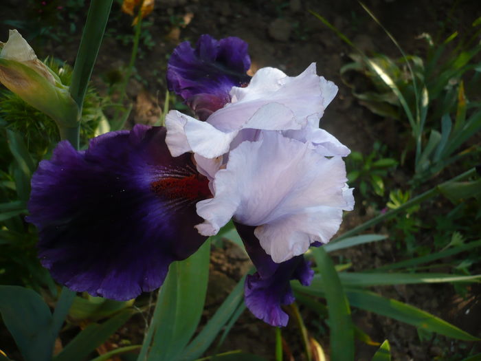 P1260496 - GRADINA 2016-1