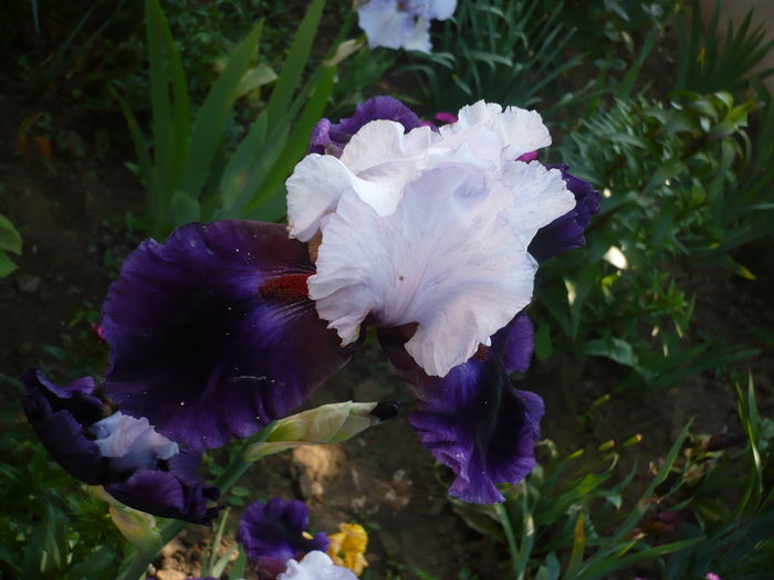 P1260497 - GRADINA 2016-1