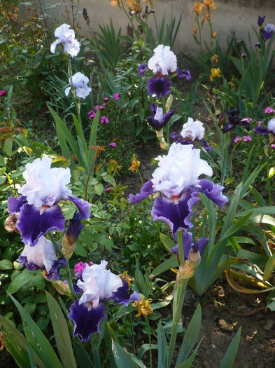 P1260498 - GRADINA 2016-1