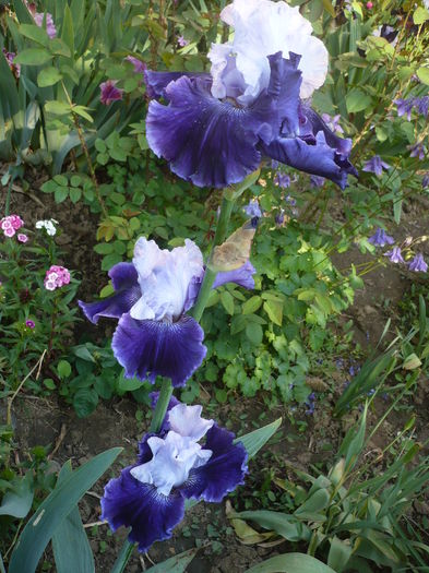 P1260501 - GRADINA 2016-1