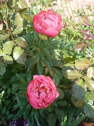 P1260515 - GRADINA 2016-1