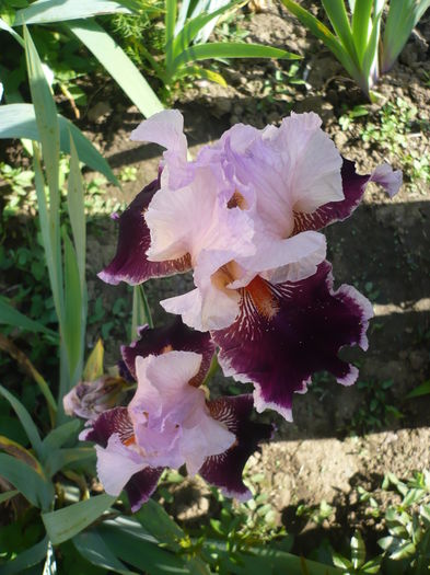 P1260516 - GRADINA 2016-1