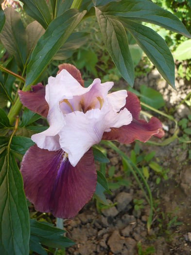 P1260518 - GRADINA 2016-1