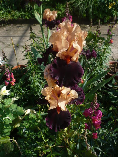 P1260521 - GRADINA 2016-1