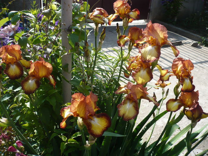 P1260526 - GRADINA 2016-1