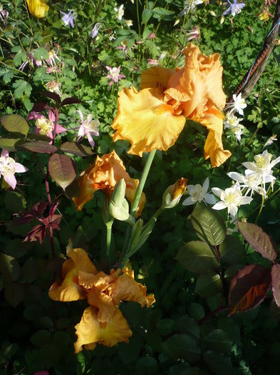 P1260527 - GRADINA 2016-1