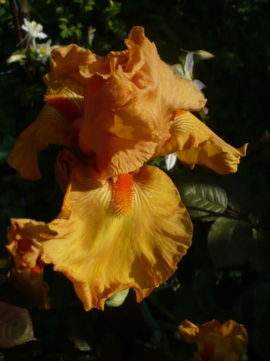 P1260528 - GRADINA 2016-1