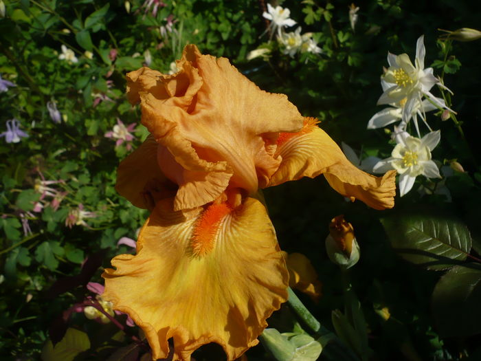 P1260529 - GRADINA 2016-1