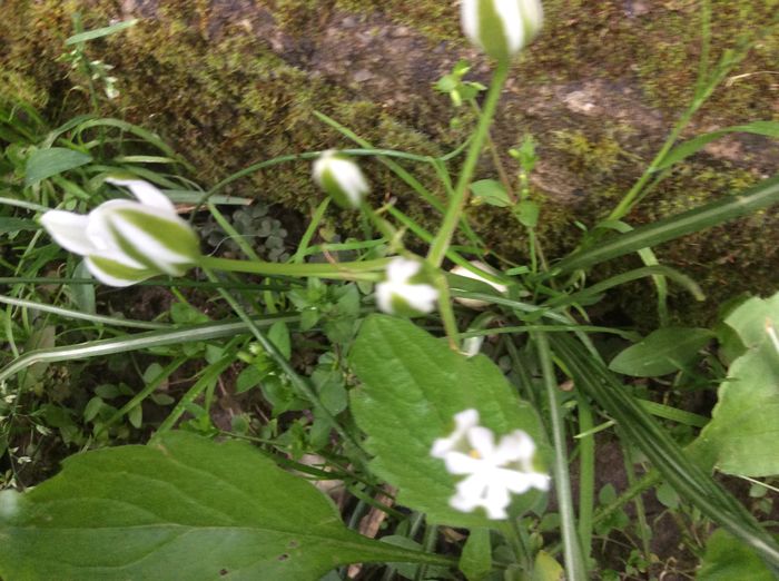 image - plante de gradina