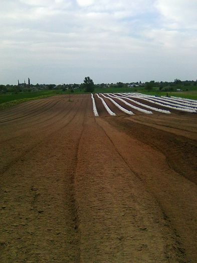 teren pregatit pt o noua cultura de pepeni verzi