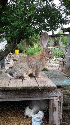 Ro04 4.8 kg - Mascul ro 04 achizitie vaida 2016 martie
