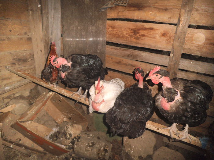 tot ce a mai ramas  dupa atacu vulpei