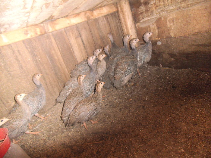 DSCF8510 - bibilicile mele