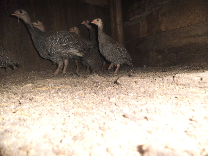 DSCF8513 - bibilicile mele