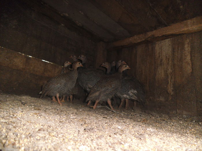 DSCF8515 - bibilicile mele