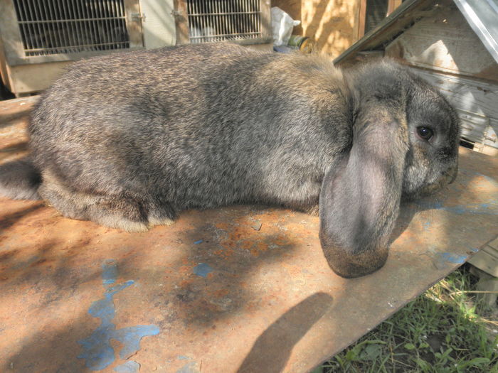 femela 3 luni 70 lei - Arhiva