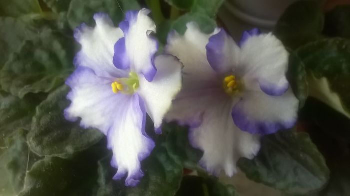 WP_20160511_10_41_24_Pro