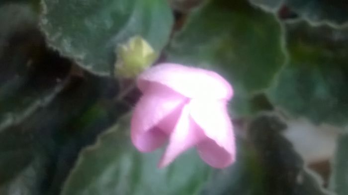 WP_20160511_10_42_11_Pro