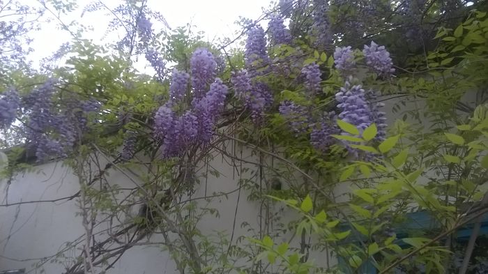 WP_20160419_08_55_09_Pro - Wisteria 2016