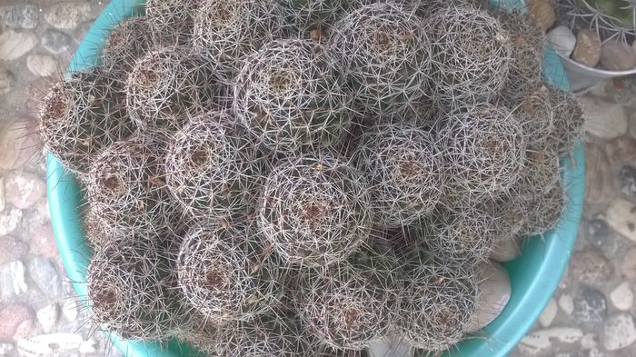 WP_20160505_17_11_43_Pro - Cactusi si suculente 2016
