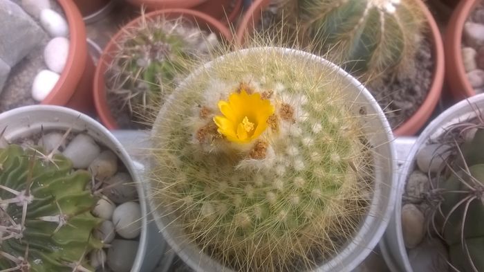 WP_20160507_13_01_05_Pro - Cactusi si suculente 2016