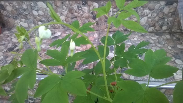 WP_20160507_19_40_51_Pro - Dicentra de la ELENA S