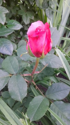 20160511_200431 - Trandafirii