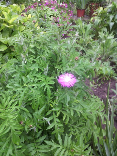 IMG_20160506_170233 - 01-Flori din curtea mea 2016