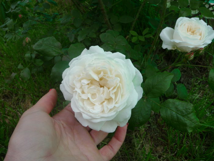 in sfarsit prima floare...