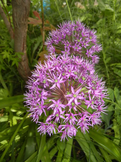 Allium Purple Sensation (2016, April 29) - Allium aflatunense Purple