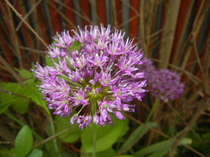 Allium Purple Sensation (2016, April 29)