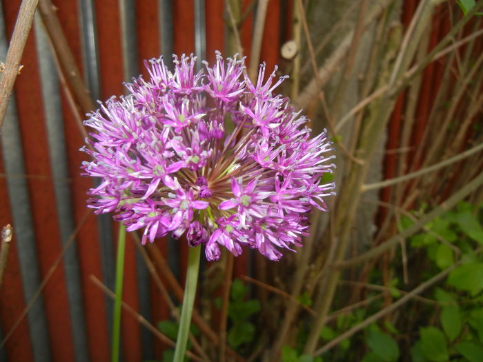Allium Purple Sensation (2016, April 29) - Allium aflatunense Purple