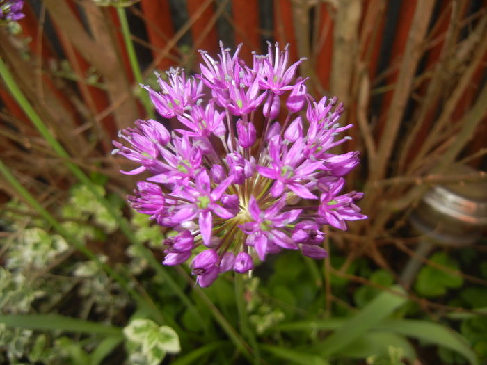 Allium Purple Sensation (2016, April 29) - Allium aflatunense Purple