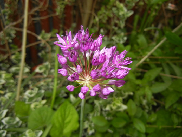 Allium Purple Sensation (2016, April 29) - Allium aflatunense Purple