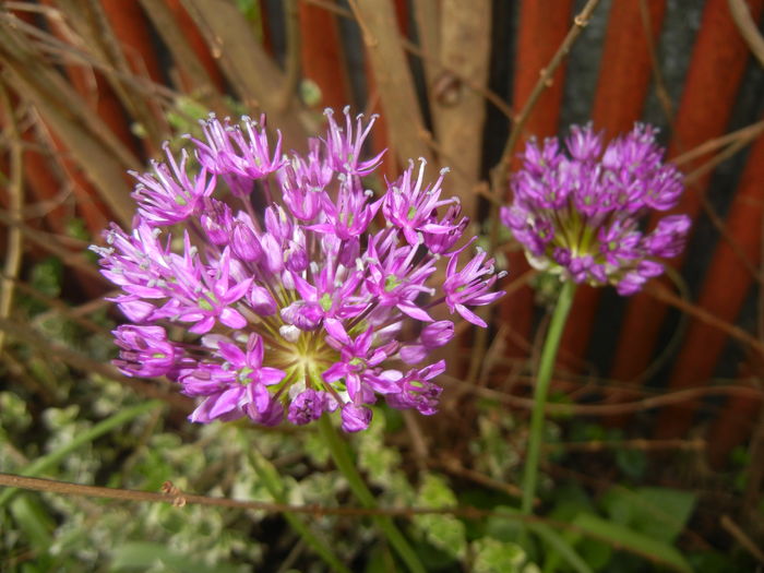 Allium Purple Sensation (2016, April 29) - Allium aflatunense Purple