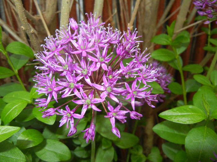 Allium Purple Sensation (2016, April 29)